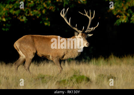 Red deer Banque D'Images