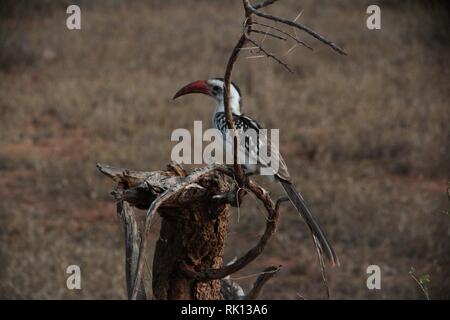 Le nord du calao à bec rouge (Tockus erythrorhynchus) dans l'épine de l'Est de Tsavo National Park, Kenya Banque D'Images