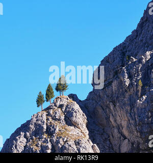 Trois pins sur une crête escarpée, Cadini di Misuina, Dolomites, près de Misurina, Veneto, Italie Banque D'Images