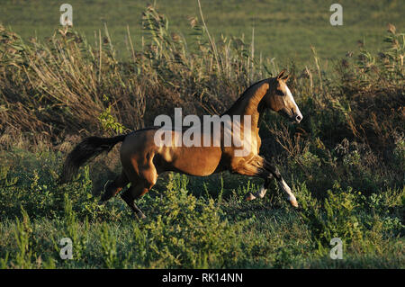 Elevage de Golden s'exécute en galop rapide au milieu d'alpage avec de hautes herbes. À l'horizontal, en mouvement,vue latérale, Banque D'Images