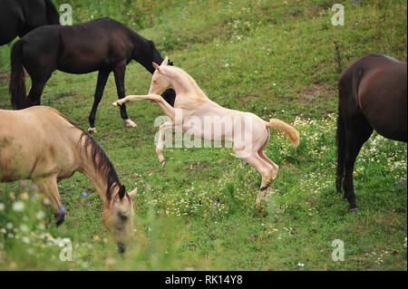 Funny perlino poulain jouant et d'élevage au milieu d'un troupeau au pâturage d'été. Vue latérale, horizontale, en mouvement. Banque D'Images