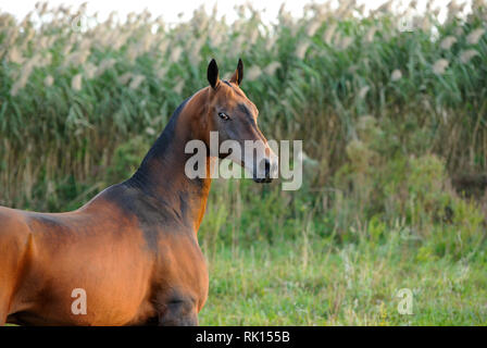 Akhal téké,face,animal,background,bay,belle,beauté,bony,brun,close up,mignon,manteau,equitation,oeil,chevaux,yeux,head,cheval,horizontal,look,intelligente Banque D'Images