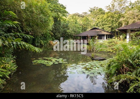 Singapour - Décembre 2018 : l'étang avec des nénuphars au centre des zones humides à la réserve de Sungei Buloh. Banque D'Images