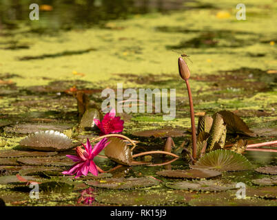 L'étang avec des nénuphars. Libellule se trouve sur water lily. Au centre des zones humides de la réserve de Sungei Buloh. Banque D'Images