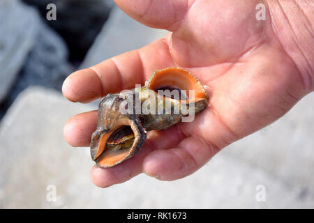 Seashell dans la main Stock Photo Banque D'Images