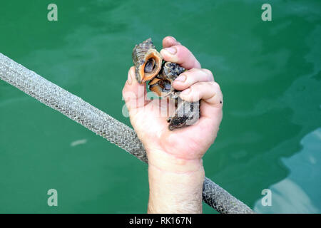 Seashell dans la main Stock Photo Banque D'Images