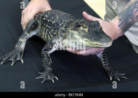 Bébé Alligator Banque D'Images