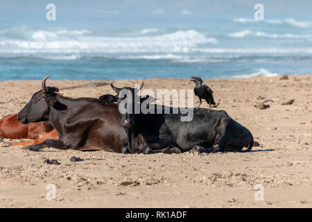 Une vue rapprochée de vaches sur la plage de sable sur une chaude journée d'été avec un noir corbeau debout sur le dos Banque D'Images