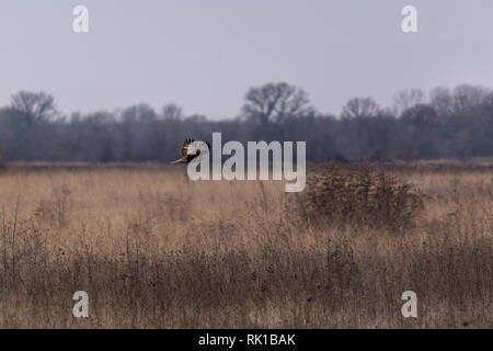 Buse variable en vol au dessus de terre ouverte avec vue sur la montagne dans l'arrière-plan Banque D'Images