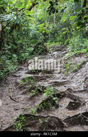 Sentier nature Waikamoi, un chemin boueux, remplis de racines d'arbre, à travers une forêt en Haiku Maui, sur la route de Hana Banque D'Images