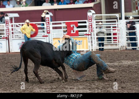 Course du bouvillon au Stampede de Calgary, Calgary, Alberta, Canada Banque D'Images