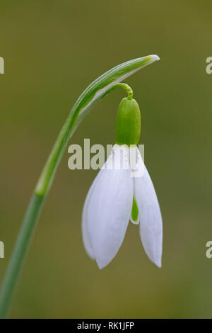 Snowdrop Galanthus nivalis (commune) en fleurs au printemps Banque D'Images