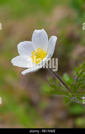 Alpine Alpine pasqueflower / blanc / Anémone Anémone pulsatille (pulsatilla alpina) en fleurs dans les Alpes européennes Banque D'Images
