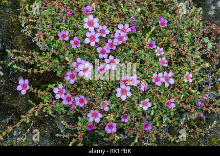 Saxifrage à feuilles opposées / purple mountain saxifrage à feuilles opposées (Saxifraga oppositifolia) à fleurs en été dans l'Arctique, Spitzberg Spitzberg, Norvège / Banque D'Images