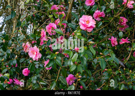 Camellia x williamsii don arbuste ou buisson en pleine floraison de fleurs roses Banque D'Images