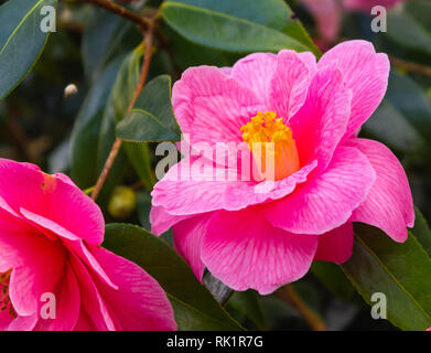 Camellia x williamsii don fleur en pleine floraison Banque D'Images