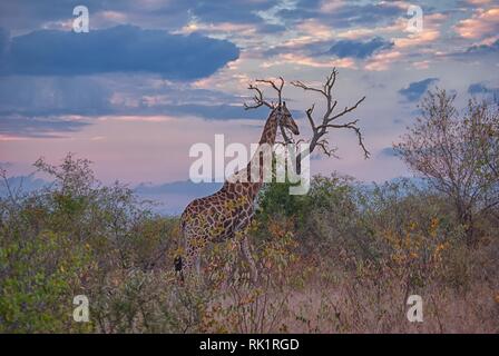 Le dirigeant d'une girafe en Mala Mala Game Reserve, Mpumalanga, Afrique du Sud Banque D'Images