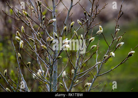 Bush Magnolia au printemps, la Lettonie. La floraison des fleurs magnolia avec Bush. Arbuste à fleurs blanches sur champ vert. Fleur de magnolia avec arbuste à fleurs Banque D'Images