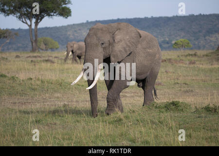 Deux éléphant africain, l'un libre de marcher vers la caméra, Loxodonta africana, Masai Mara, Kenya Banque D'Images