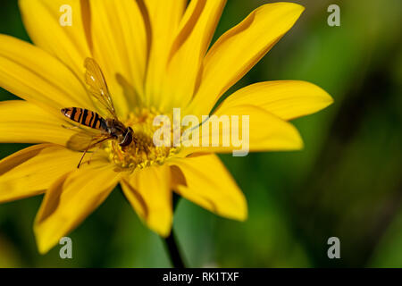 Hoverfly, aussi connu comme une fleur voler, ou des syrphes, recueillir le nectar le pollen d'une fleur jaune Banque D'Images