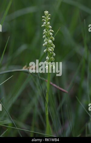 Petite orchidée blanche (Pseudorchis albida) Eifel, Allemagne Banque D'Images