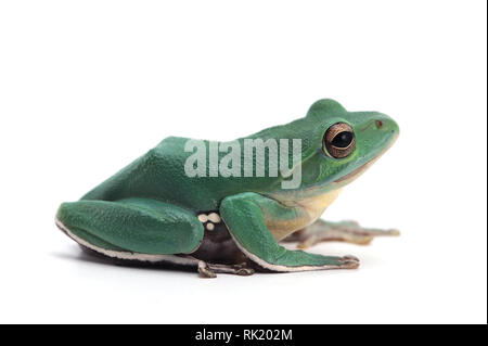 Blue Giant flying frog isolé sur fond blanc Banque D'Images