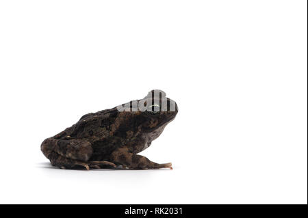 Blue Giant flying frog isolé sur fond blanc Banque D'Images