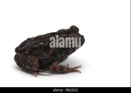 Blue Giant flying frog isolé sur fond blanc Banque D'Images