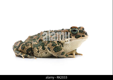 Blue Giant flying frog isolé sur fond blanc Banque D'Images