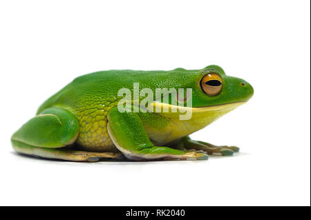 Blue Giant flying frog isolé sur fond blanc Banque D'Images