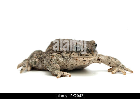Blue Giant flying frog isolé sur fond blanc Banque D'Images