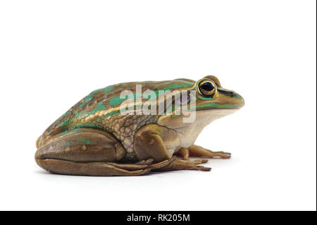 Blue Giant flying frog isolé sur fond blanc Banque D'Images