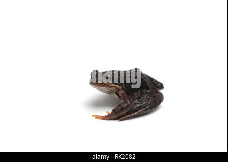 Blue Giant flying frog isolé sur fond blanc Banque D'Images