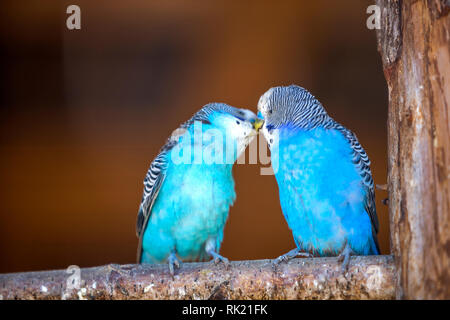 Petits oiseaux perroquets bleu vif assis sur branche d'arbre sur fond d'espace copie brouillée. Garder les animaux de compagnie à la maison concept. Banque D'Images