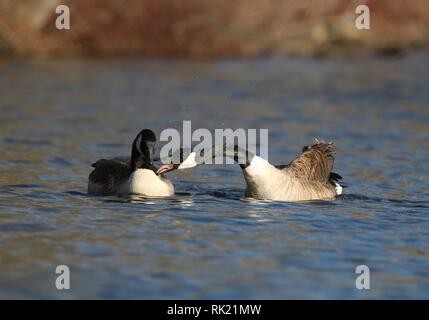 Un couple de bernaches du Canada de klaxon de voiture autres oiseaux à partir de leur territoire. Banque D'Images