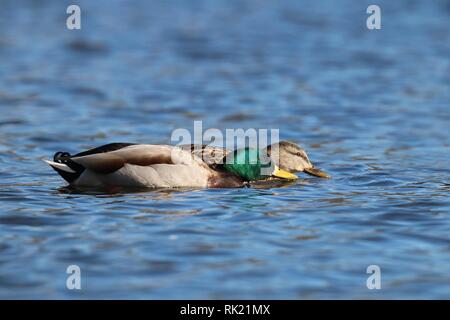 Deux canards colvert Anas platyrhynchos se nourrir près de la surface de l'eau dans un étang bleu Banque D'Images