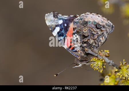 L'amiral rouge, Vanessa atalanta, nectar de chatons arbre Banque D'Images