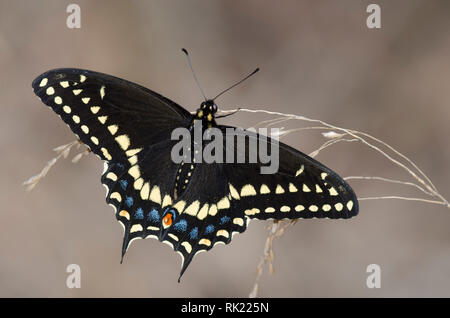 Papilio polyxenes, Swallowtail noir, homme Banque D'Images