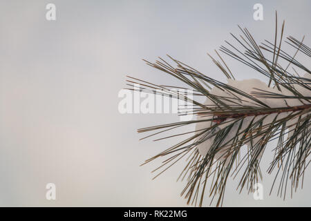 Direction générale de l'Evergreen Pine couvertes de neige au lever du soleil pour l'arrière-plan d'hiver Banque D'Images