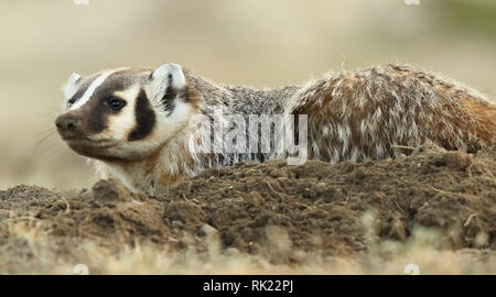 Un blaireau reposant sur un den dans les Badlands. Banque D'Images