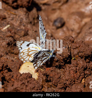 Brown-papillons blanc veiné sur la boue à un point d'eau dans le sud de la savane africaine Banque D'Images