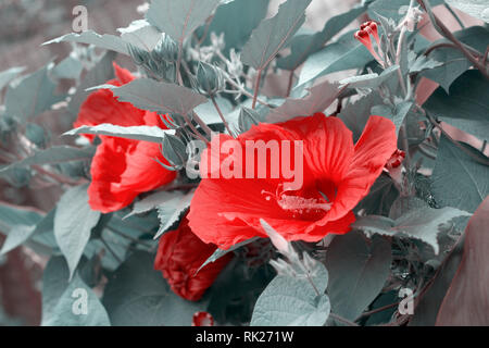 Fleur d'hibiscus aux couleurs tendance close up Banque D'Images