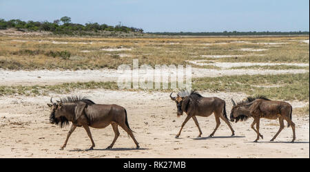 Le Gnou bleu trois ; onnochaetes taurinus, à marcher en ligne sur la plaine d'Etosha. Banque D'Images