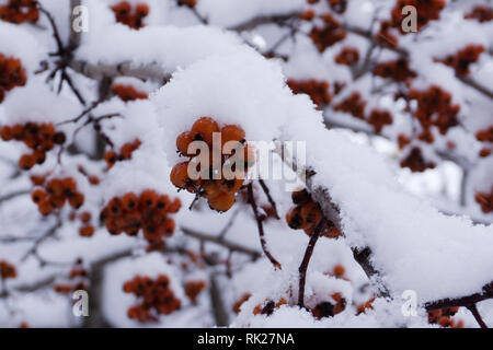 Un rosier en hiver, avec red rose hips, couverte de givre. Dog rose, rosa canina, l'églantier mûrs avec enduit de gel sur un jour d'hiver ensoleillé. Banque D'Images