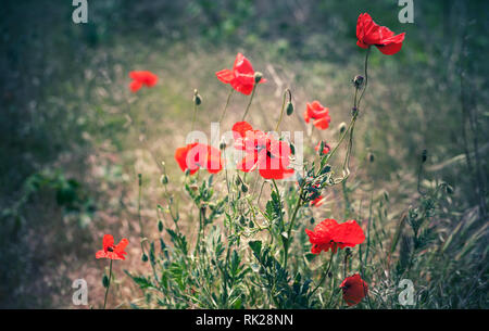 Coquelicots rouges sauvages poussent sur summer meadow, close-up photo avec selective focus Banque D'Images