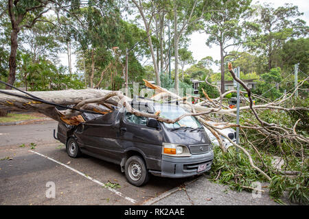 Au cours de l'arbre et atterrit sur un véhicule stationné, Sydney, Australie Banque D'Images