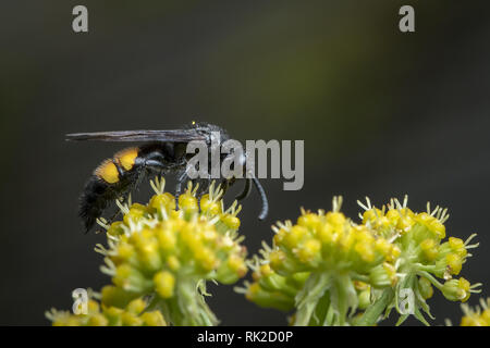 Scolia hirta (Hyménoptères, Scoliidae) assis sur une fleur jaune, Vienne Autriche Banque D'Images