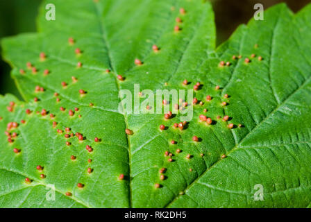 Des galles sur feuilles Sycamore Banque D'Images