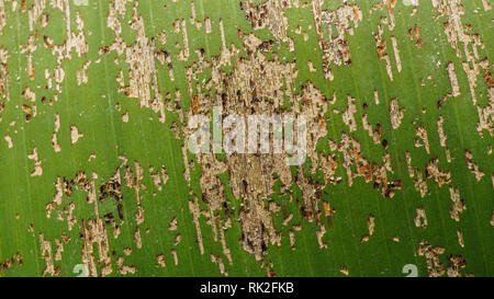 Dégâts de Spodoptera banane sur la feuille Banque D'Images