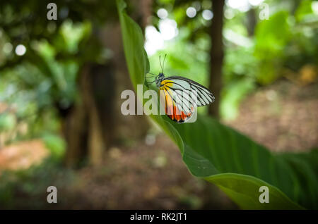 Jézabel peint en vert Papillon Singapour jungle de Fort Canning Park Banque D'Images